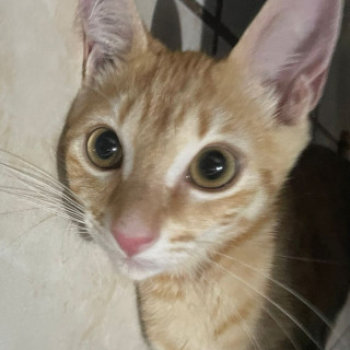 MILO | Raza Doméstico Américano de Pelo Corto | Final Feliz