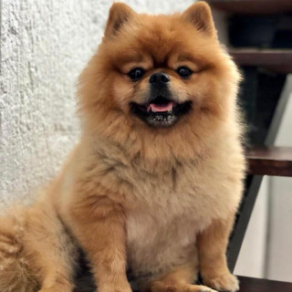 MASÓN | Raza Pomerania | Perdido