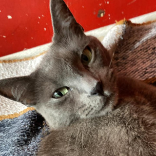 GRISELDA | Raza Ruso Azul | Perdida