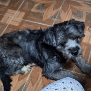 CHAPARRO | Raza Mestizo | Perdido