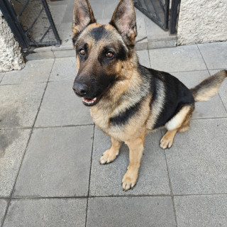  | Raza Pastor Alemán | Encontrado