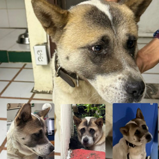  | Raza Akita Americano   | Encontrada