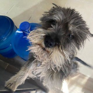 VOLT | Raza Schnauzer Miniatura  | Final Feliz