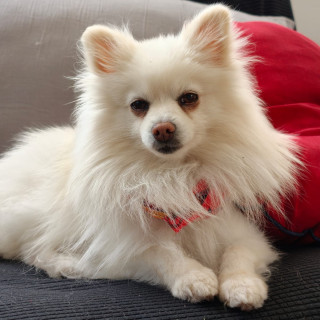 FLOUNDER Y MELODY | Raza Pomerania | Perdido