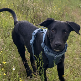 MAYA | Raza Mestiza, cruza de Labrador | Perdida