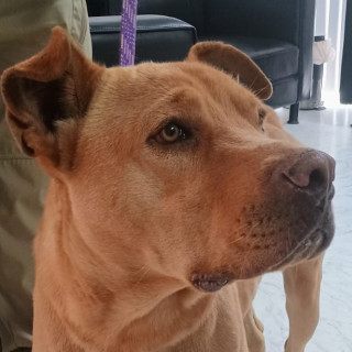  | Raza Mestizo, cruza de American Pitbull Terrier | Encontrado