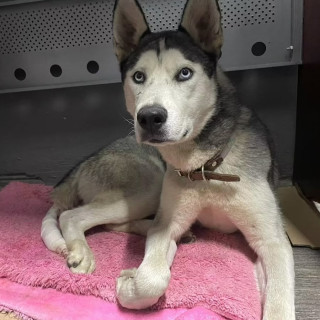ZEUS GARDUÑO RDGZ. | Raza Husky Siberiano | Final Feliz
