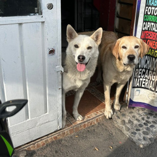 DRUPI | Raza Labrador  | Perdido