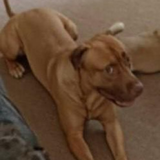 LEÓN | Raza Mestizo,  cruza de American Pitbull Terrier | Perdido