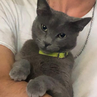 GRISELDA | Raza Ruso Azul | Perdida