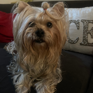 NICKY | Raza Yorkshire Terrier (Yorkie) | Perdida