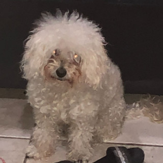 COQUETA | Raza French Poodle o Caniche | Perdida