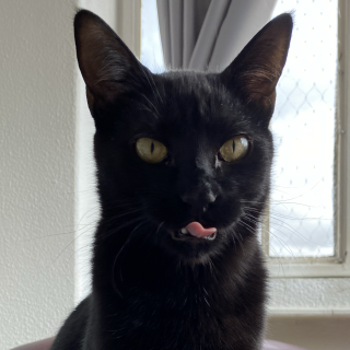 ACHIRA | Raza Bombay | Perdido