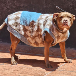 DUVEL | Raza American Pitbull Terrier | Perdido