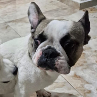 MOLLY | Raza Bulldog Francés  | Perdida