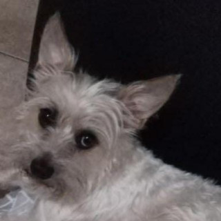 CHOCK | Raza Mestizo, cruza de Chihuahua con Schnauzer, (Chizer) | Perdido