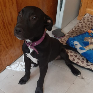 LUNA | Raza Mestiza, Cruza de American Pitbull Terrier Con Labrador | En Adopción