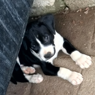 Foto de FIRU