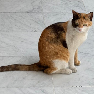 Foto de MAYA