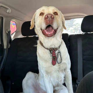  | Raza Labrador  | Encontrado