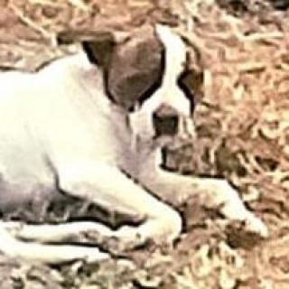 DOMI | Raza Mestiza, cruza de Chihuahua con Fox Terrier | Perdida