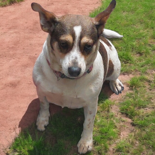 Foto de HERMOSA PERRITA