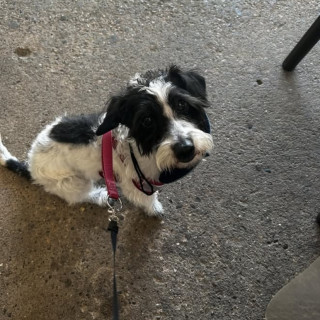 Foto de LOLA