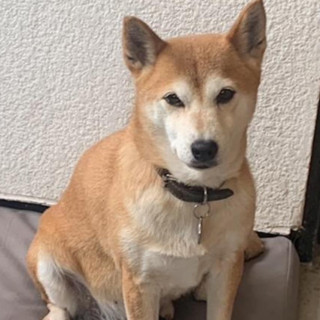 YUKA | Raza Shiba Inú | Perdida