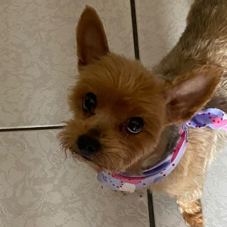 NINA | Raza Yorkshire Terrier (Yorkie) | Final Feliz