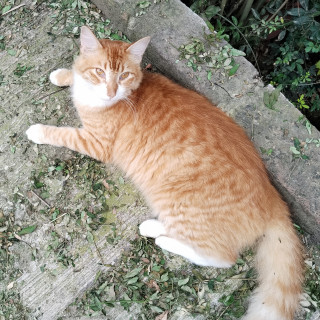 Foto de MANGO