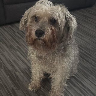CHISPA | Raza Schnauzer | Perdida