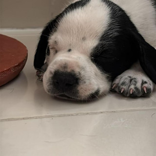 Foto de HERMOSO CACHORRITO