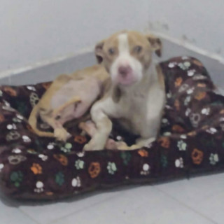 MAX | Raza American Pitbull Terrier | Final Feliz