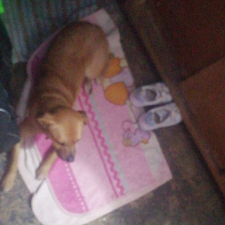 TOBY | Raza Mestizo | Perdido