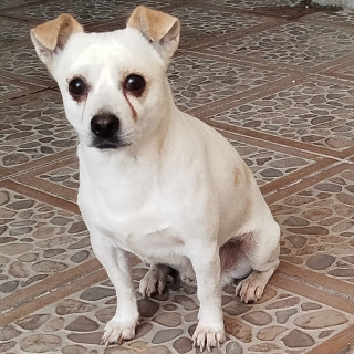 ROCKY | Raza Mestizo, cruza de Chihuahua | Perdido