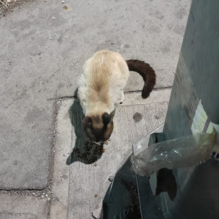  | Raza Snowshoes | Encontrada