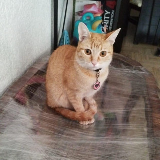 OFELIA | Raza Doméstico Américano de Pelo Corto | Perdida