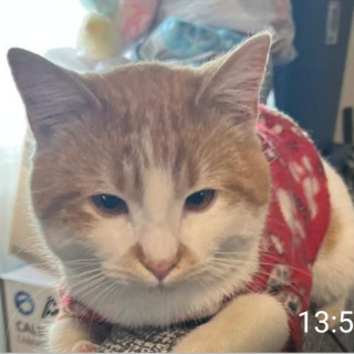 JERRY | Raza Doméstico Américano de Pelo Corto | Perdido