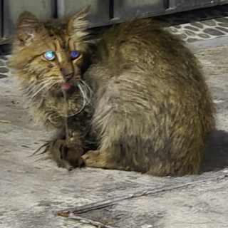  | Raza Doméstico Americano de pelo semilargo | Encontrado