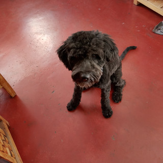 MAX | Raza Mestizo, cruza de Schnauzer con Poodle,  (Schnoodle) | Perdido