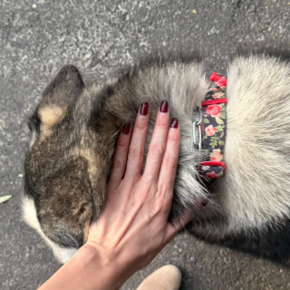  | Raza Husky Siberiano | Encontrado