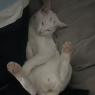 VALIKITIO, VALKI O GATO | Raza Doméstico Américano de Pelo Corto | Perdido
