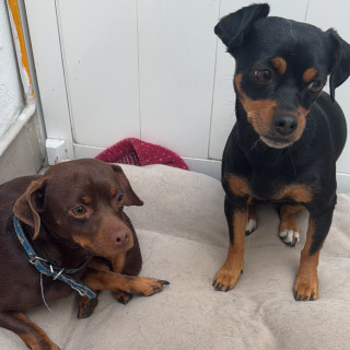  | Raza Mestiza, cruza de Chihuahua con Pinscher Miniatura | Encontrada