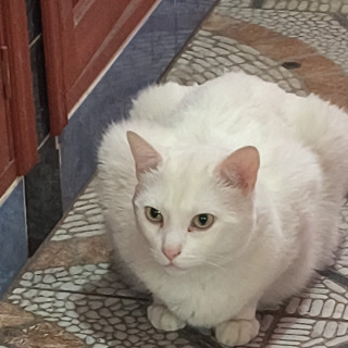 MOSH | Raza Khao Manee | En Adopción