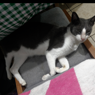 TECO | Raza Doméstico Américano de Pelo Corto | Final Feliz