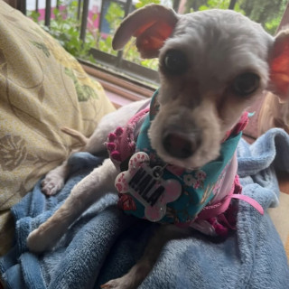 Foto de NALA