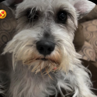 LAIKA | Raza Schnauzer Miniatura  | Perdida