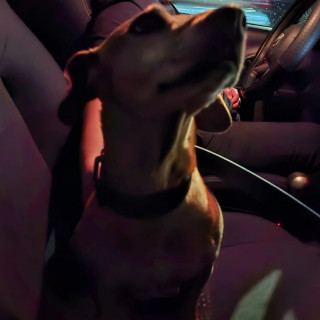  | Raza Dachshund o Salchicha  | Encontrada