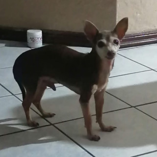 BUTTERS | Raza Chihuahua | Perdido