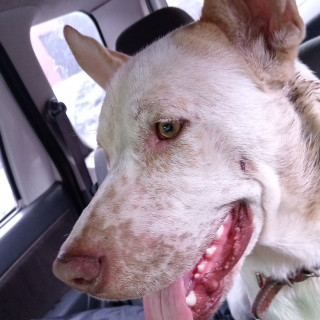  | Raza Mestizo | Encontrado
